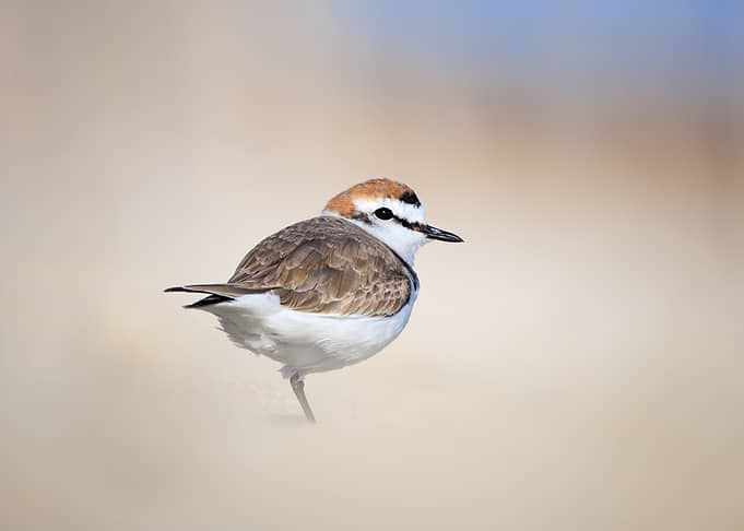 Chestnut-crowned bird standing on one leg