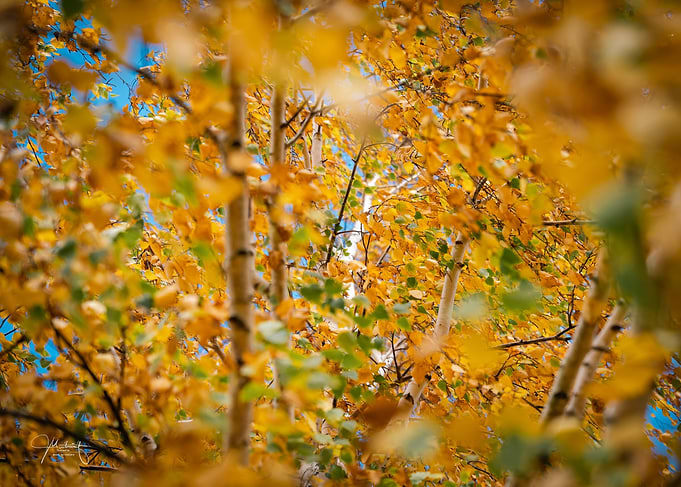 Autumn Birch Tree Canopy