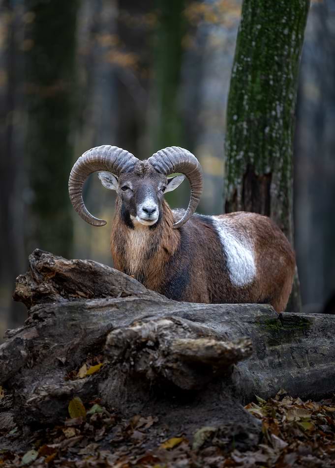 Majestic Mouflon Portrait in Forest Setting