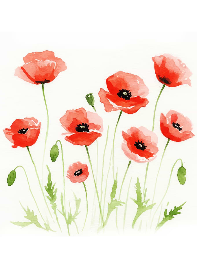 Watercolor Poppies on White Background