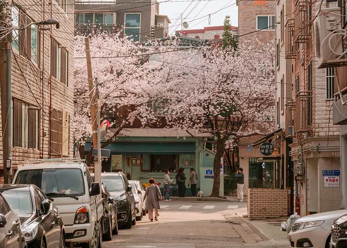 Urban Cherry Blossoms in Seoul, South Korea