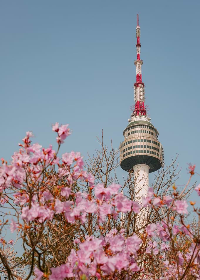 Namsan Tower in Seoul, South Korea with Pink Flowers