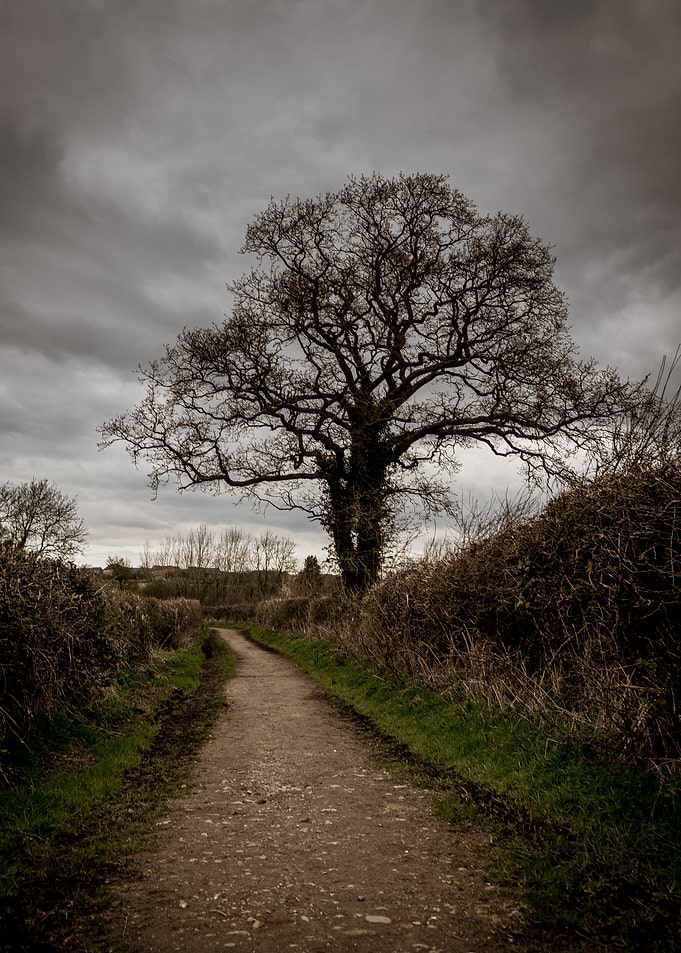 Gloomy Path with Bare Tree