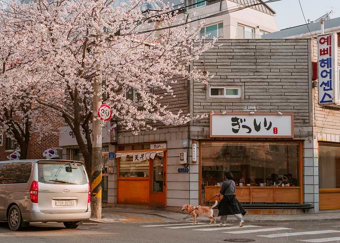 Dog Walk Under Cherry Blossoms in Seoul, South Korea