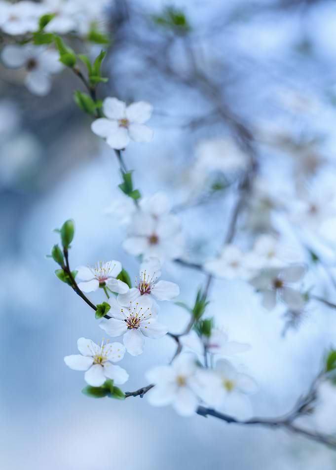 White Blossoms on Branch