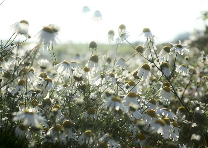 Field of Chamomile Flowers in Sunlight