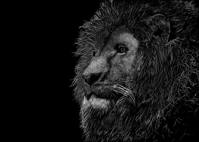 Lion Portrait