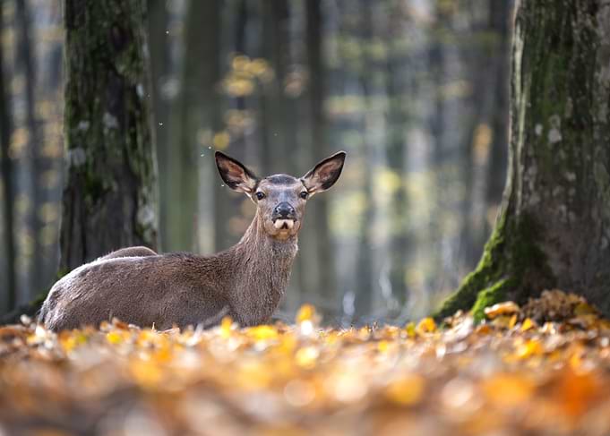 Deer in Autumn Forest