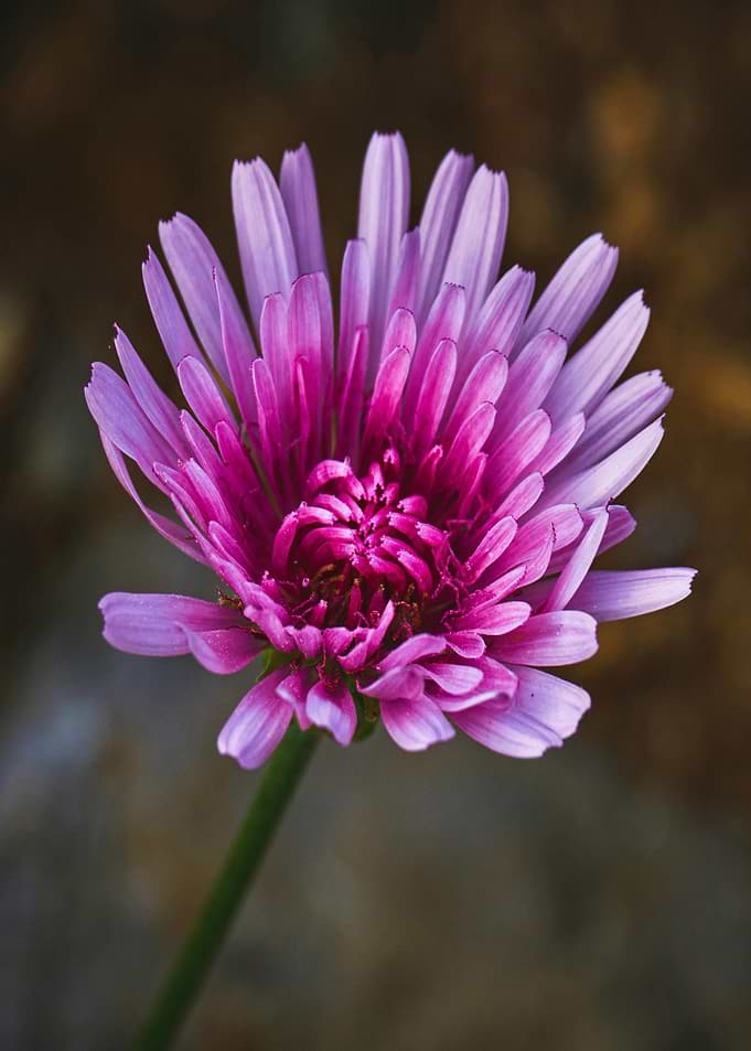 Pink and Purple Flower Close-Up