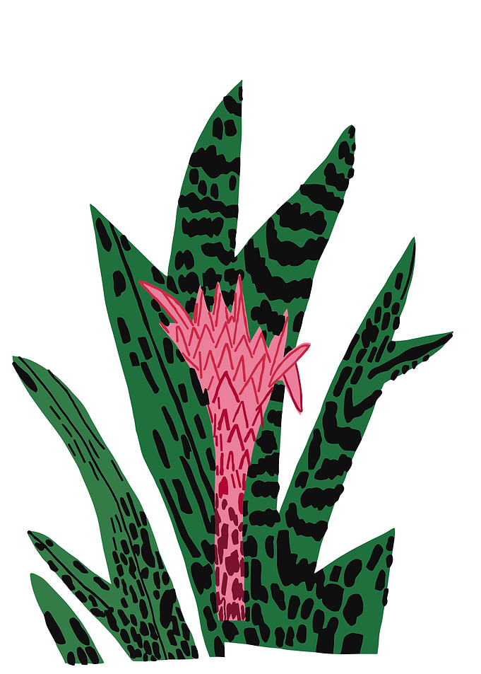 Pink Flower with Green Leaves Illustration