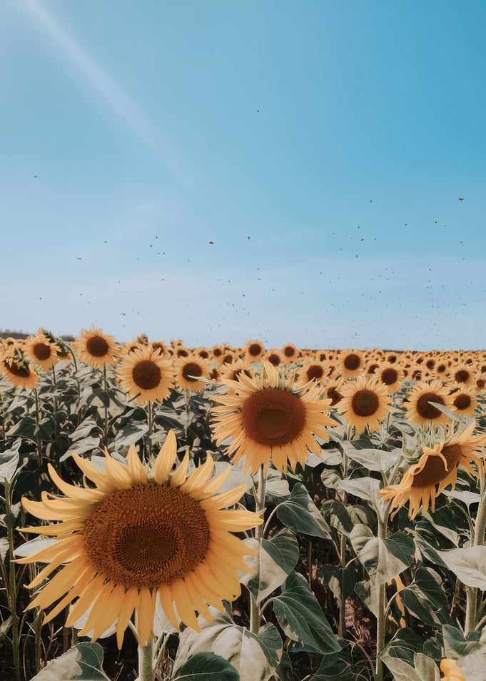 Sunflower field under a blue sky