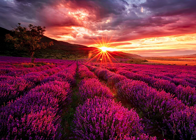 Lavender field at sunset
