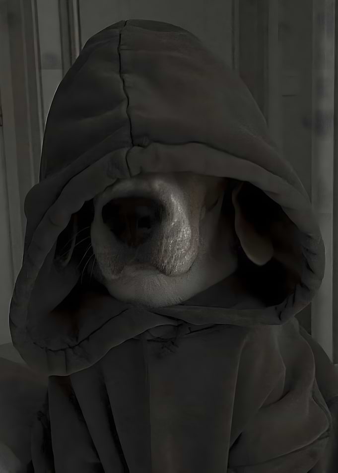 Dog in Hoodie