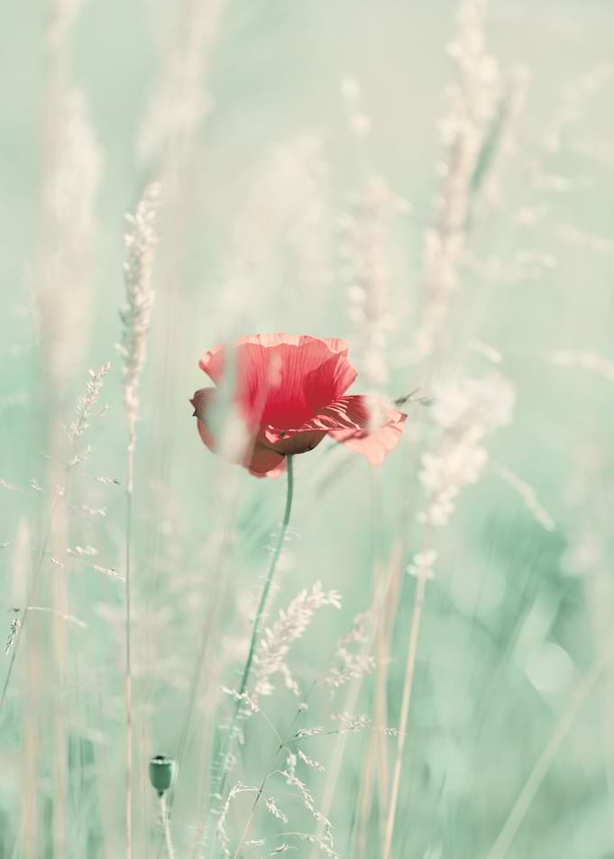 Red Poppy Flower in a Pastel Field