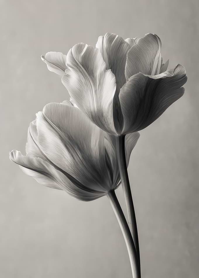 Monochrome Tulips