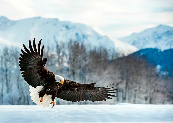 Bald Eagle in Flight over Snow
