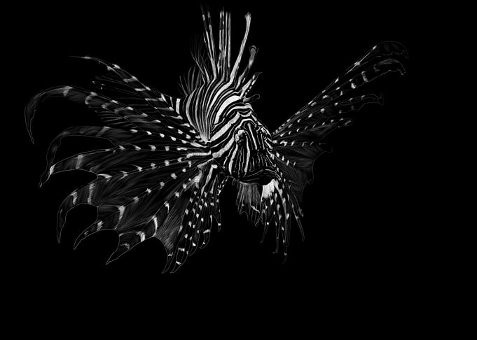 Lionfish