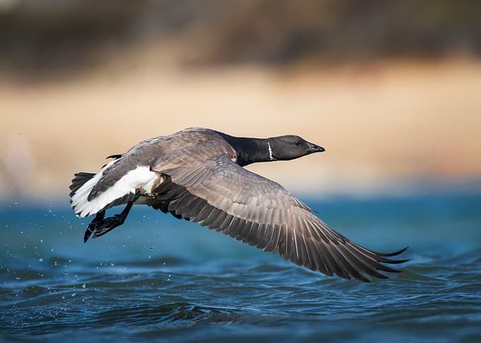 Brant Goose Flying Over Water