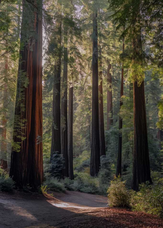 Sunlit Redwood Forest Path
