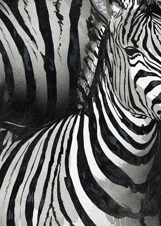 Zebra Portrait Black and White