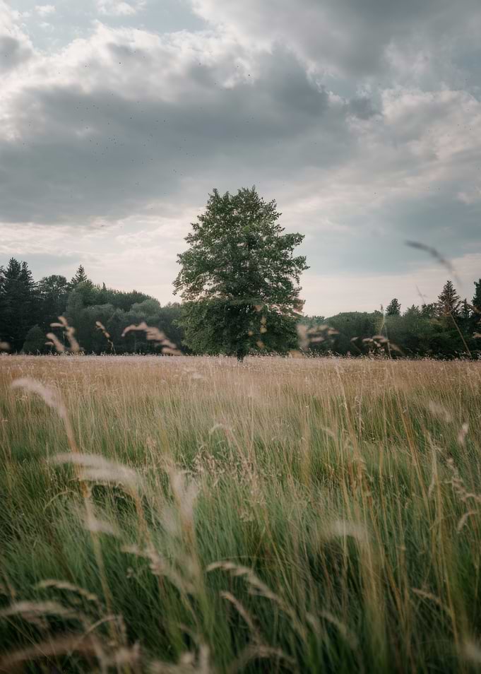 Tree in a field of grass