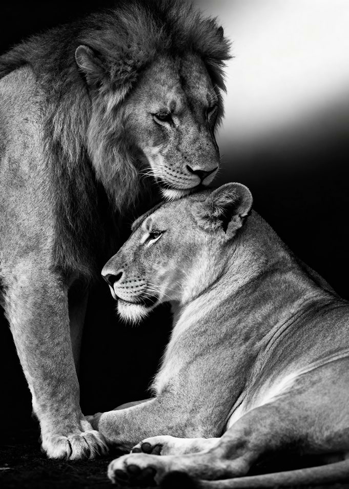 Lion and Lioness in Black and White