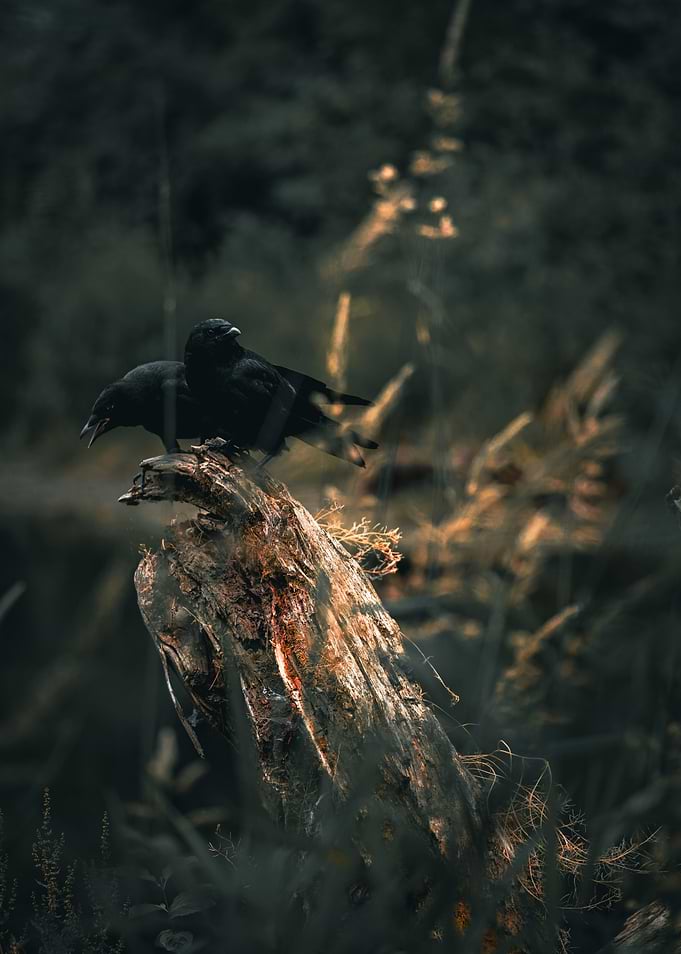Two Crows on a Tree Stump | Washington