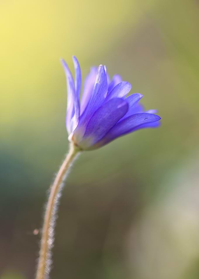 Single Blue Anemone Flower Close-Up