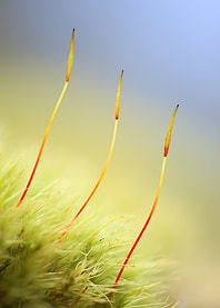 Close-up of Moss with Sporophytes