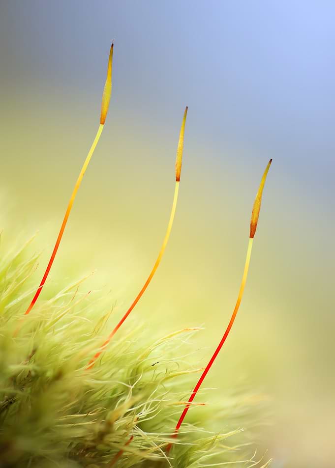 Close-up of Moss with Sporophytes