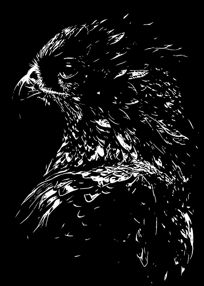 Eagle Portrait - Black and White