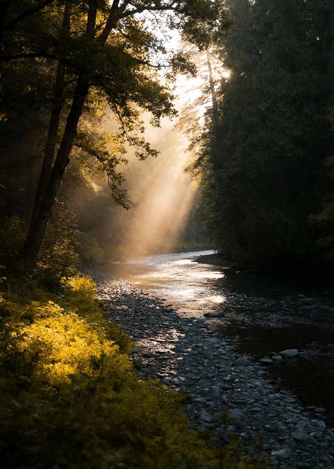 Sunlit River Through Forest