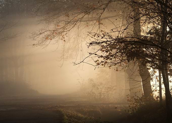 Misty Autumn Forest Path
