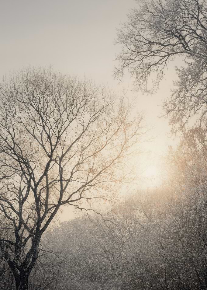 Winter Trees in Foggy Sunlight
