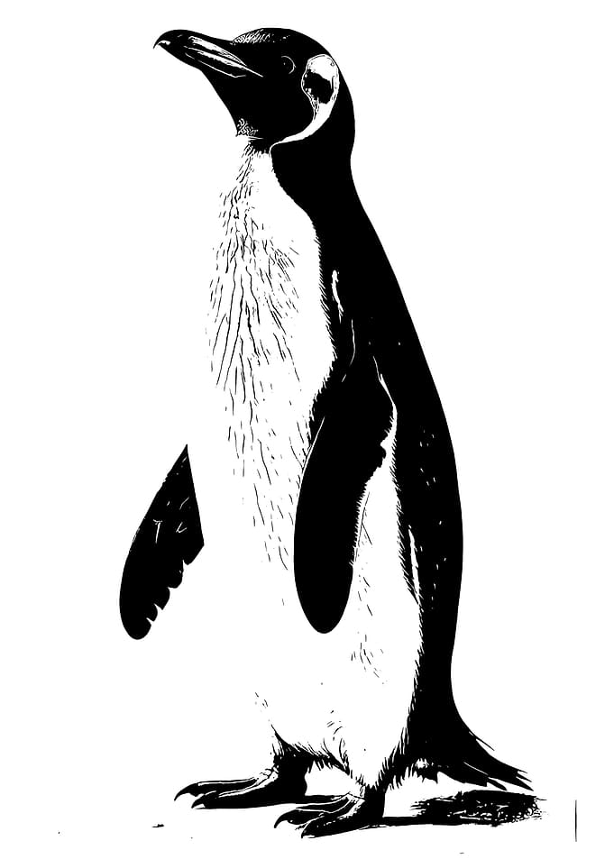 Black and White Penguin Illustration
