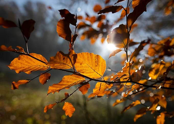 Autumn Leaves and Sunlight