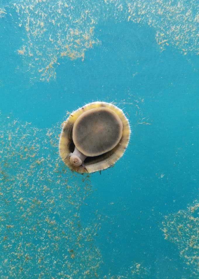 Abalone at under's restaurant underwater window
