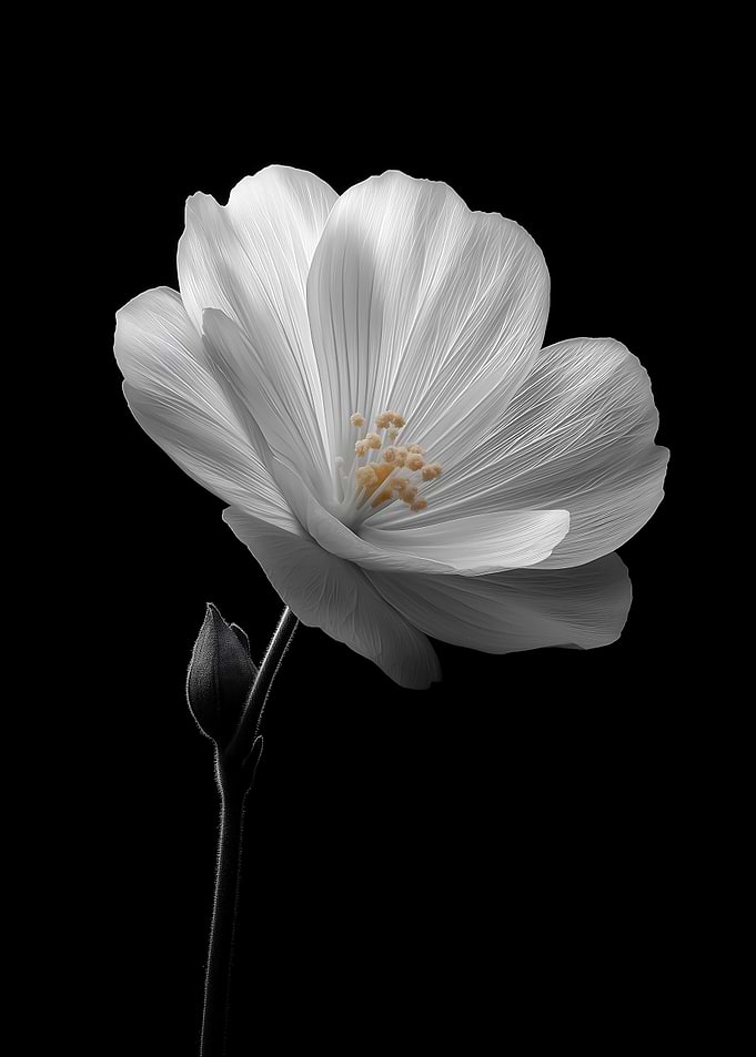 Monochrome Flower Blossom