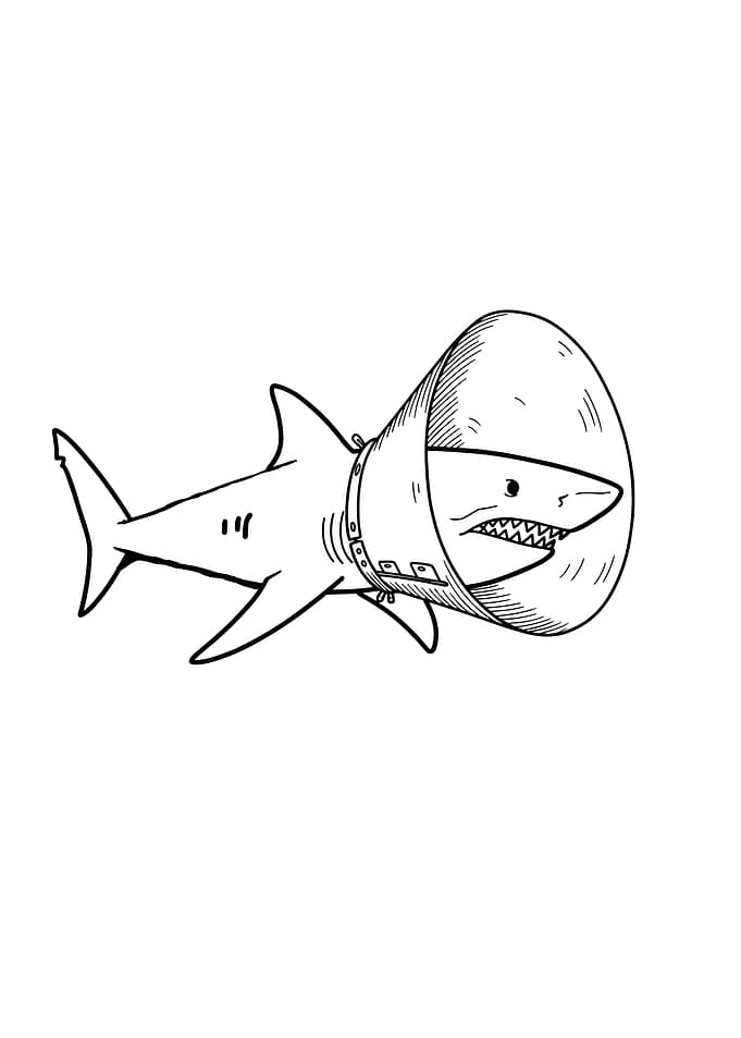 Shark with Cone of Shame