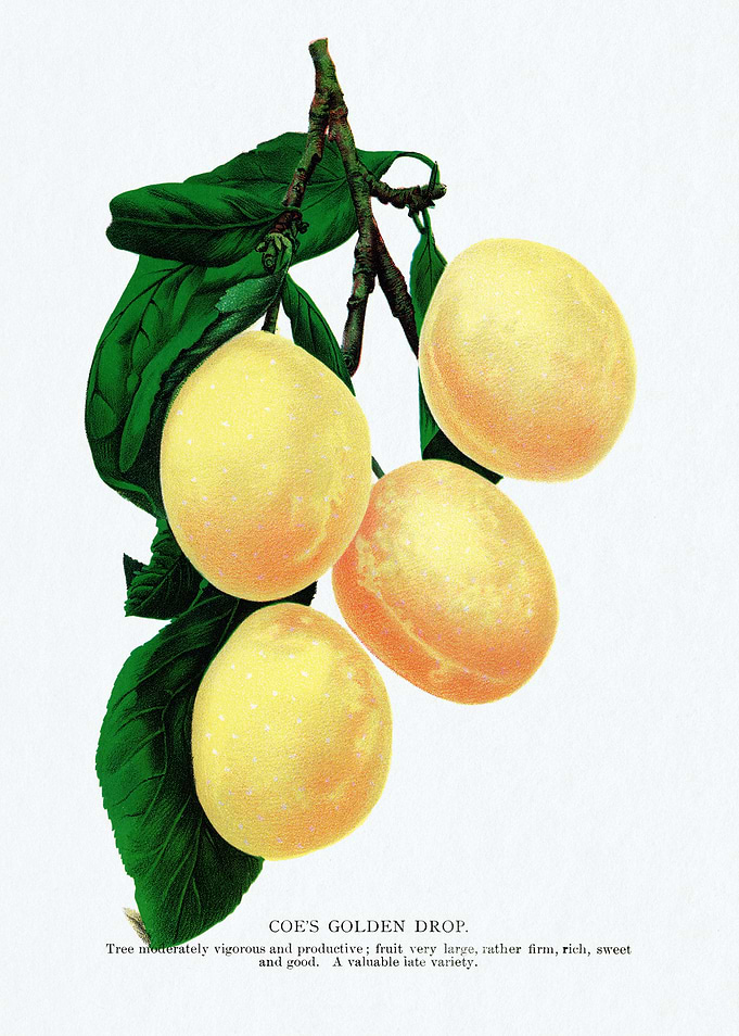 Coe's Golden Drop Plum