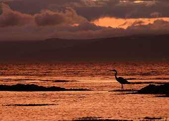 Heron Silhouette at Sunset
