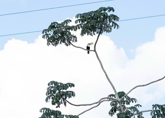 Toucan perched on a tree branch