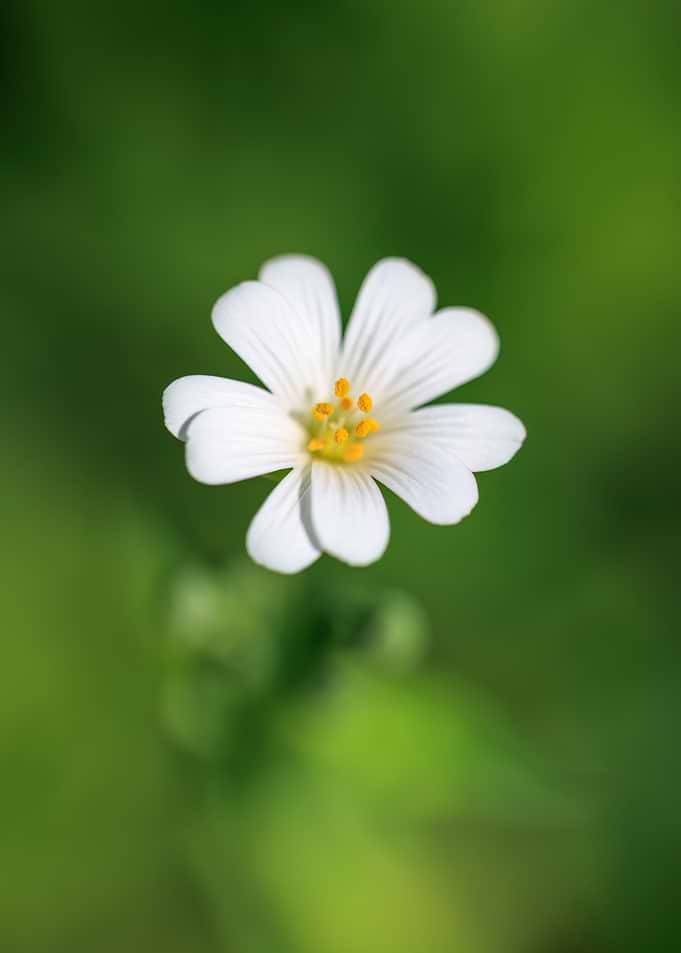White Flower with Yellow Center