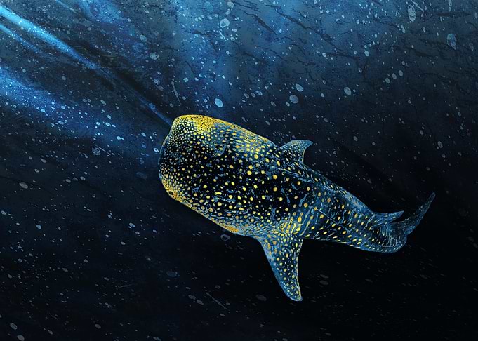 Whale Shark in Deep Blue Sea