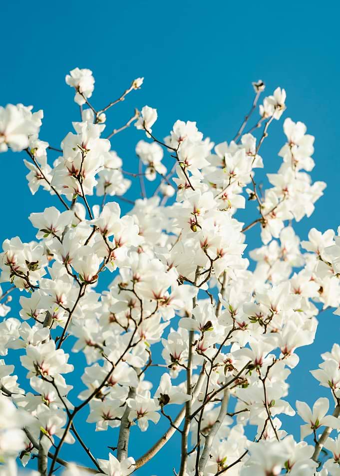 White Magnolia Flowers Against Blue Sky