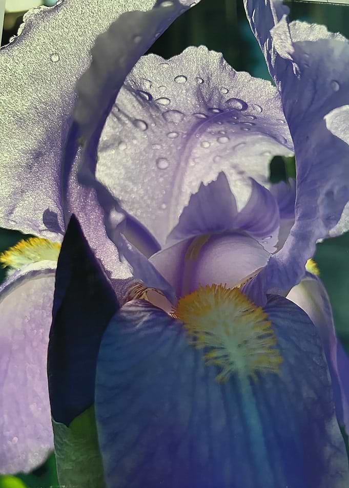 Purple Iris Dreams