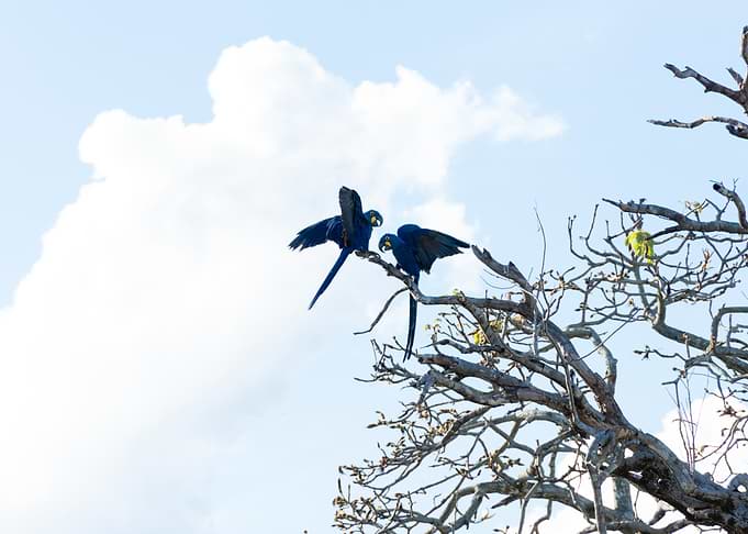 Arara-azul-grande