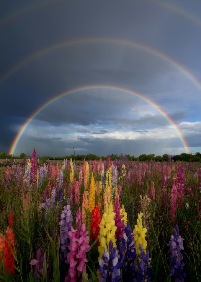 Rainbow over colorful flower field
