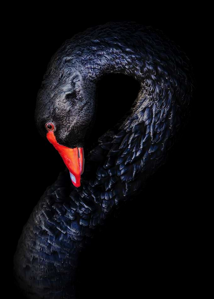 Elegant Black Swan Portrait