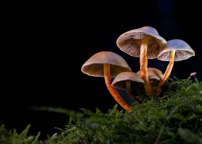Mushroom Cluster on Mossy Surface